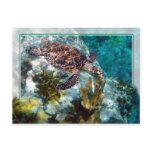 Hawksbill Sea Turtle, US Virgin Islands postcards