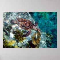 Hawksbill Sea Turtle, US Virgin Islands Poster
