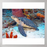 Hawksbill turtle print
