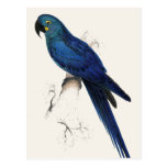 Hayacinthe Maccaw Postcard