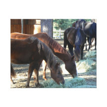 Hayburners Stretched Canvas Print