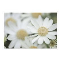 Hazy Daisies Stretched Canvas Print