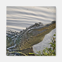 HDR Gator Fridge Magnet