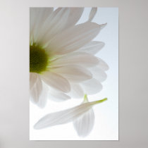 He Loves Me...He Loves Me Not Poster Print