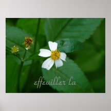 He/She Loves Me, He/She Loves Me Not (FRN orgin) Print