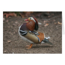 He Struts card