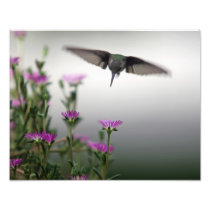 Head First Hummingbird Art Photo
