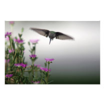 Head First Hummingbird Photo Art