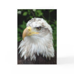Head of a bird of prey greeting card