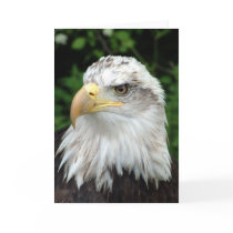 Head of a bird of prey greeting card