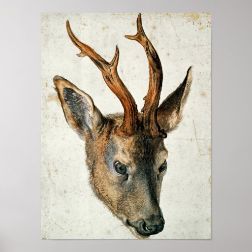 Head of a Roe Deer Print
