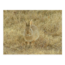Head On Bunny Post Card