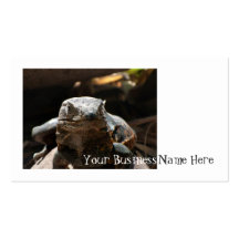 Head On Iguana; Promotional Business Cards