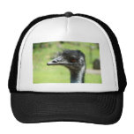 Head` Shot Of An Emus At Zoo Of Auckland Hat