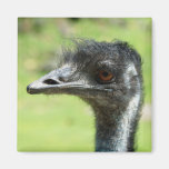 Head` Shot Of An Emus At Zoo Of Auckland Refrigerator Magnet