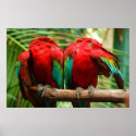 Headless Macaws posters