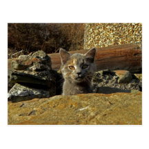 Heads Up Kitten Cat Postcard