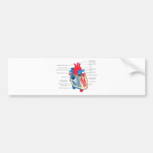 Heart_Anatomy Bumper Sticker