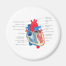 Heart_Anatomy Magnets