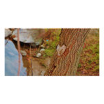 Heart Carved in Tree Photo Cards