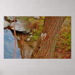 Heart Carved in Tree Posters