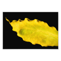 heart of a leaf photo