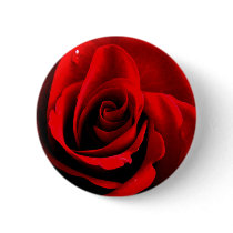 Heart of a Rose Pinback Button