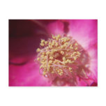 heart of  a rose postcards