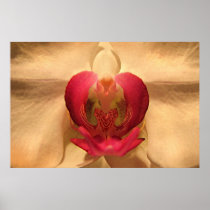 Heart of the Orchid