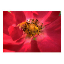 Heart of the Rose ATC Business Cards
