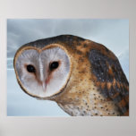 Heart shaped face Barn Owl Print