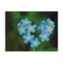 Heart Shaped Forget-me-not Flowers