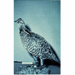 Heath Hen Photo Cutouts
