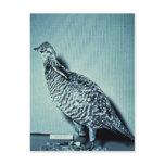 Heath Hen Post Card