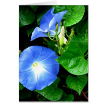 Heavenly Blue Morning Glory Birthday Card