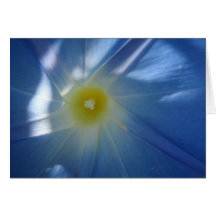 Heavenly Blue Morning Glory Greeting Cards
