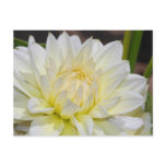 Heavenly White Dahlia Postcard
