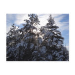Heavy Snow on Pine Trees Postcards