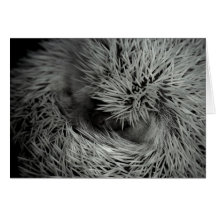 hedgehog ball closeup card