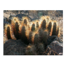 Hedgehog cactus in desert habitat post cards