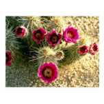 Hedgehog Cactus Pink flowers Postcards