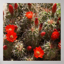 Hedgehog Cactus Print