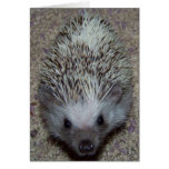 Hedgehog Cards