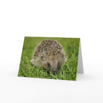Hedgehog Card