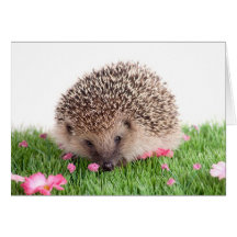 hedgehog carte de vœux