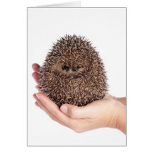 hedgehog, cartes de vœux
