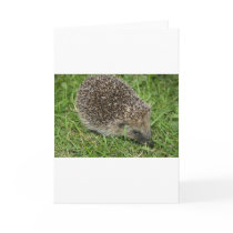 Hedgehog Close-up Card