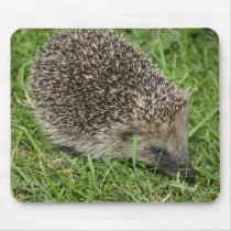 Hedgehog Close-up Mousepad