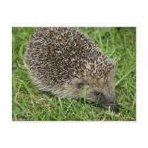 Hedgehog Close-up Postcard