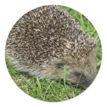 Hedgehog Close-up Stickers